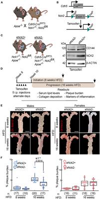 Endothelial NCK2 promotes atherosclerosis progression in male but not female Nck1-null atheroprone mice